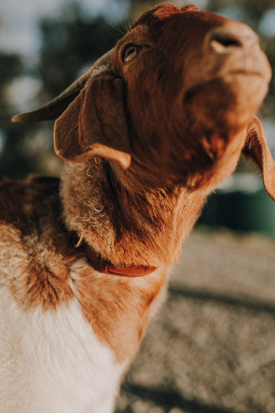 Dog Collar