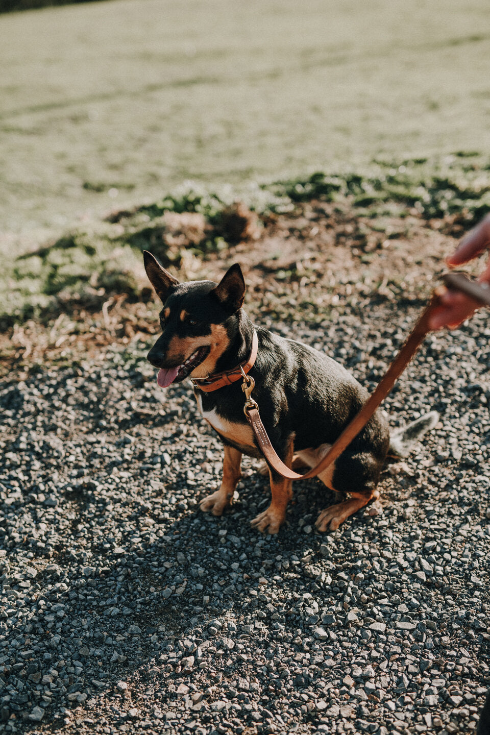 Dog Collar